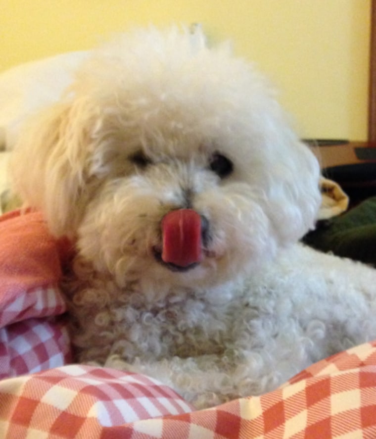 Cream Puff, a 13-year-old toy poodle mix