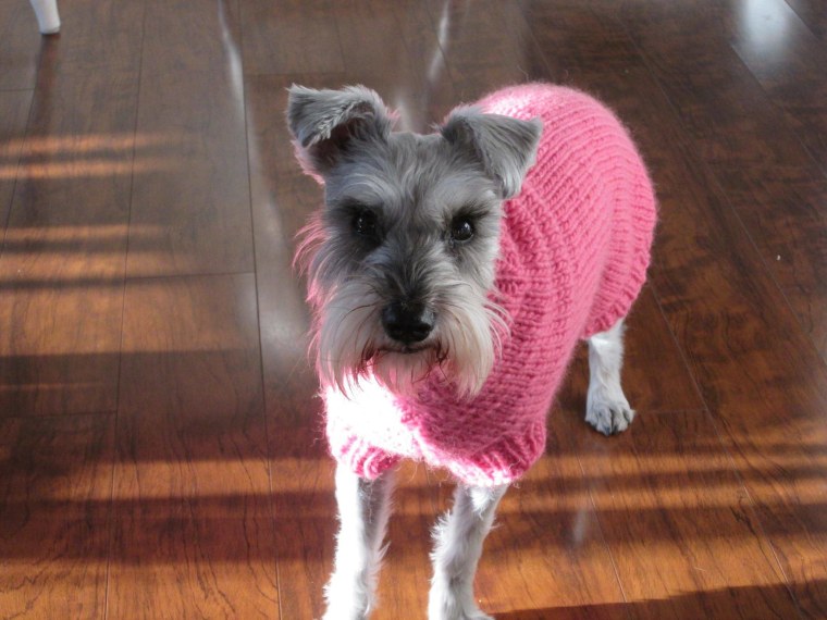 Lily the dog in a pink sweater