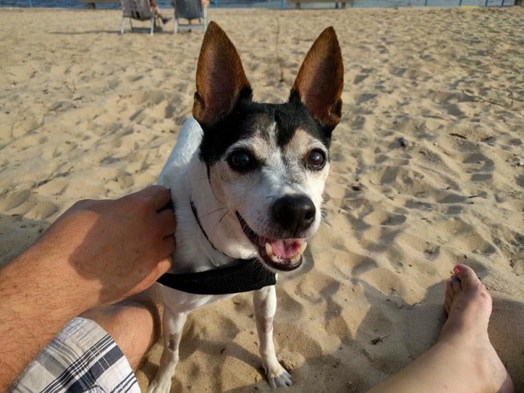 Bosco, a 14-year-old rat terrier