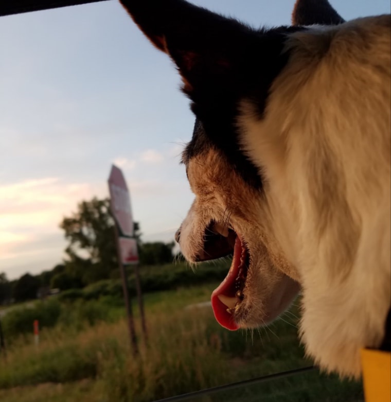 Bosco the dog goes for a drive and sticks his head out the window.