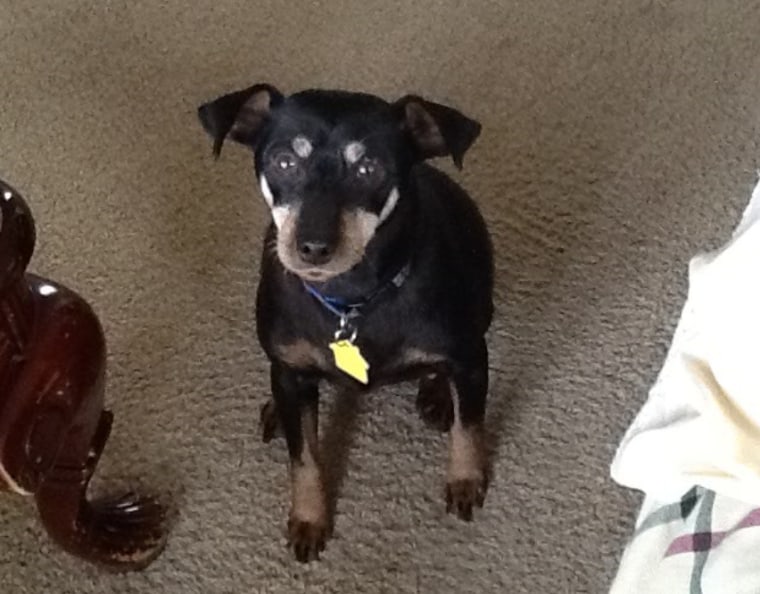 Princess, a 12-year-old miniature pinscher