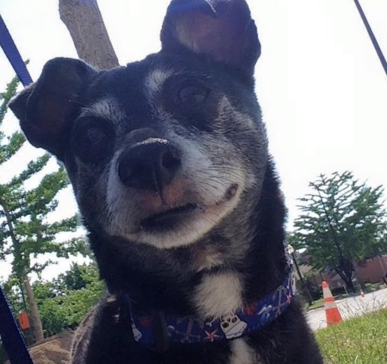 Bitsy, a 10-year-old Chihuahua mix