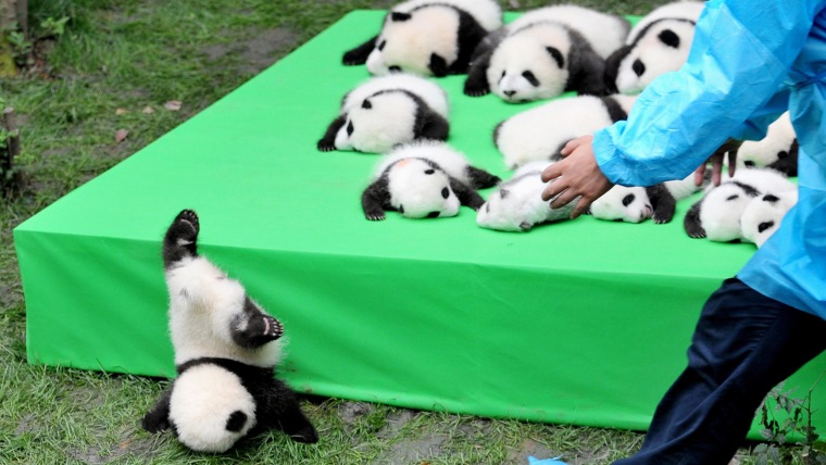 Watch 23 Sweet Panda Cubs Make Their Big Debut