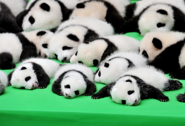 Image: 23 Giant Panda Cubs Make Debut In Chengdu