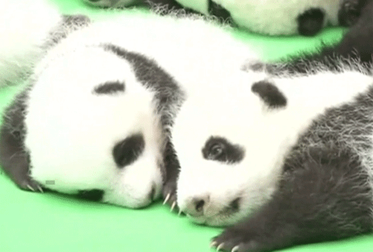 Pandas snuggling at the Chengdu Research Base of Giant Panda Breeding in China.