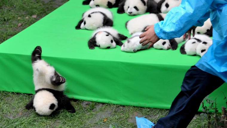 Image: A giant panda cub falls from the stage while 23 giant pandas born in 2016 are seen on a display at the Chengdu Research Base of Giant Panda Breeding in Chengdu