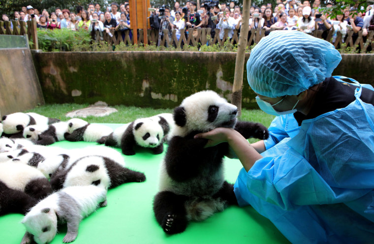 Image: About 23 giant pandas born in 2016 are seen on a display at the Chengdu Research Base of Giant Panda Breeding in Chengdu