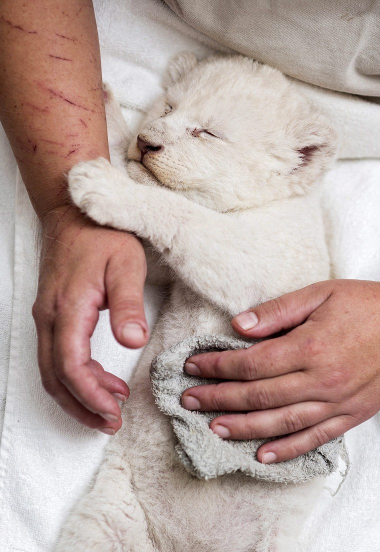 Image: A five-week-old female white Transvaal lion sleeps on the lap of a zoo keeper