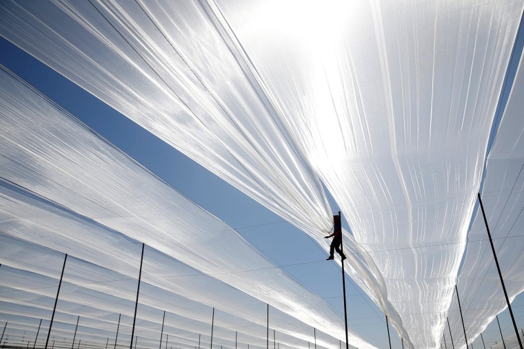 Image: A Thai worker walks on wires as he deploys a net over a greenhouse near Haifa