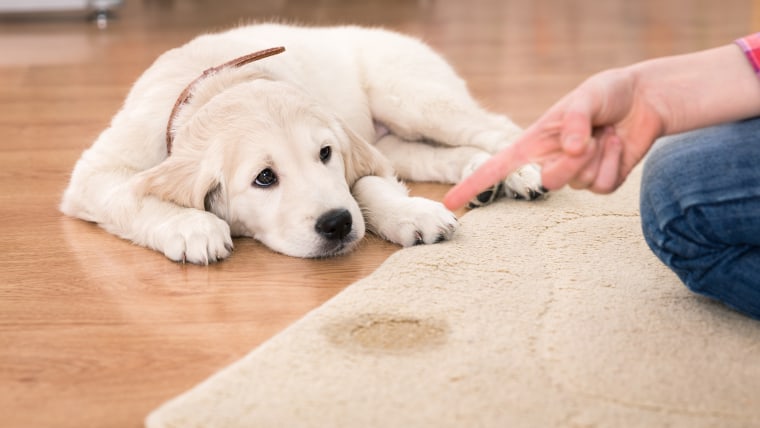 Puppy urinate on rug