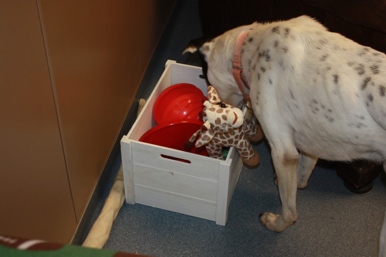 Toledo animal shelter has real-life room for animals