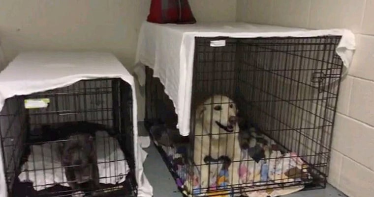 Dogs are sheltered at Halifax Health Medical Center in Daytona Beach, Florida, on Oct. 7.