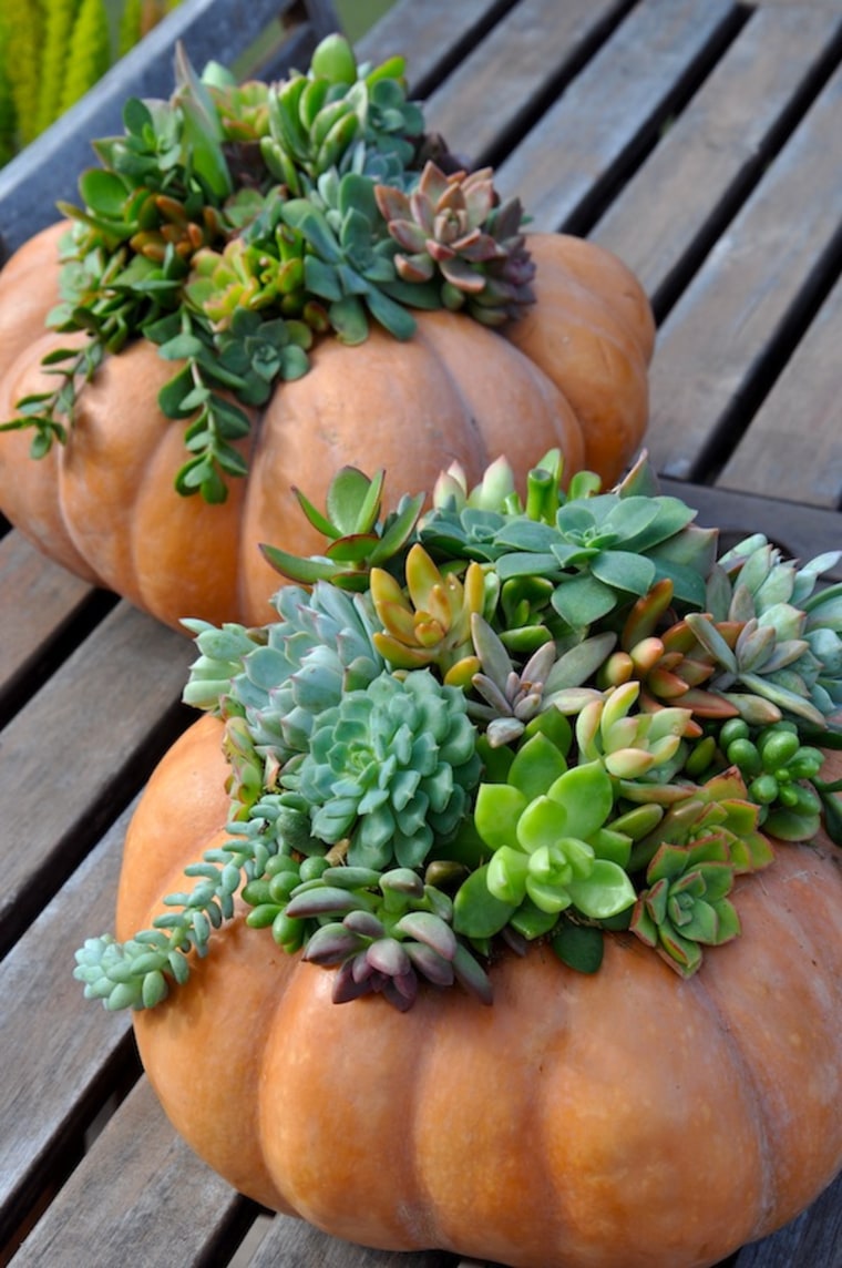 Succulent pumpkin planter