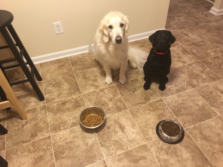 Charlie, TODAY's puppy with a purpose eats breakfast before leaving the house in the morning