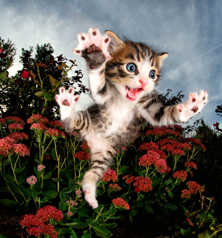 Cat's fly in Seth Casteel's \"Pounce.\"