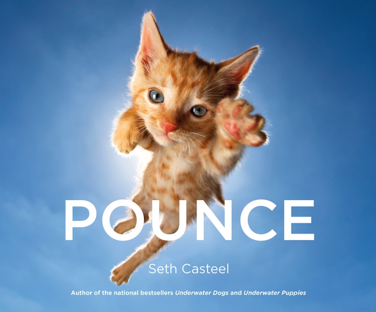 Cat's fly in Seth Casteel's "Pounce."