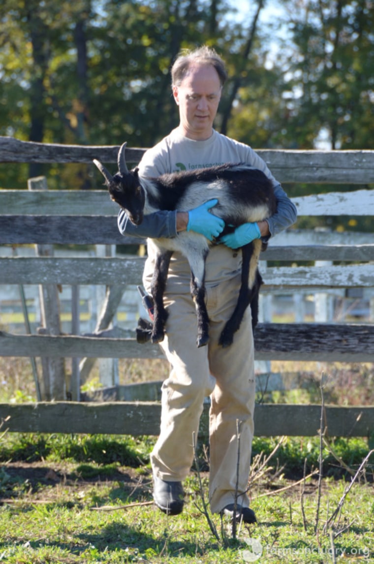 Benedict the Goat at Farm Sanctuary