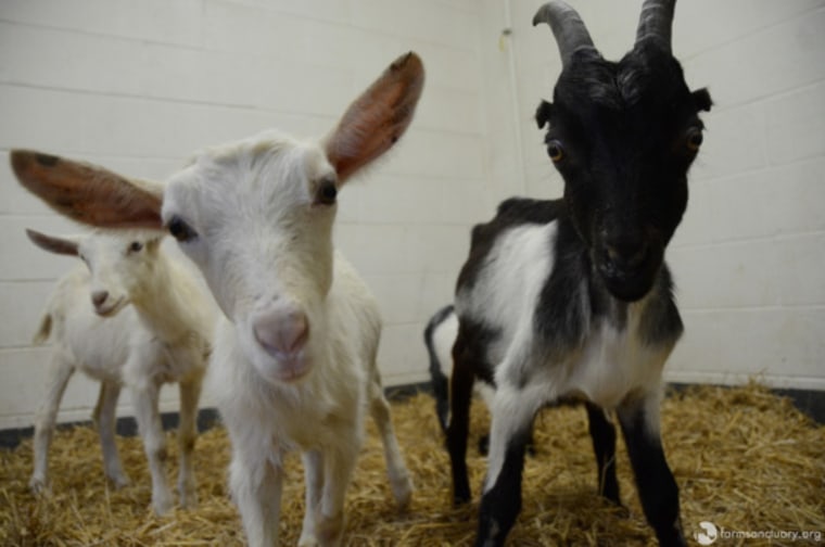 Benedict the Goat on Wheels