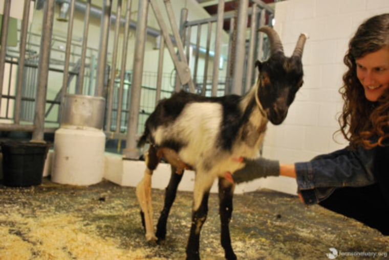 Benedict the Goat on Wheels