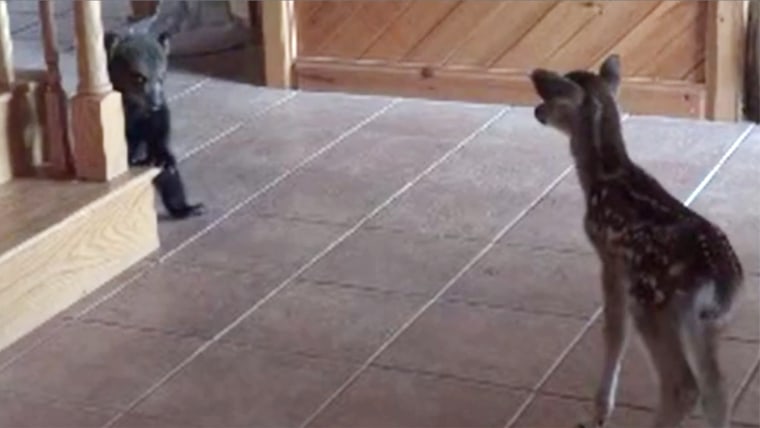Bear cub meets deer