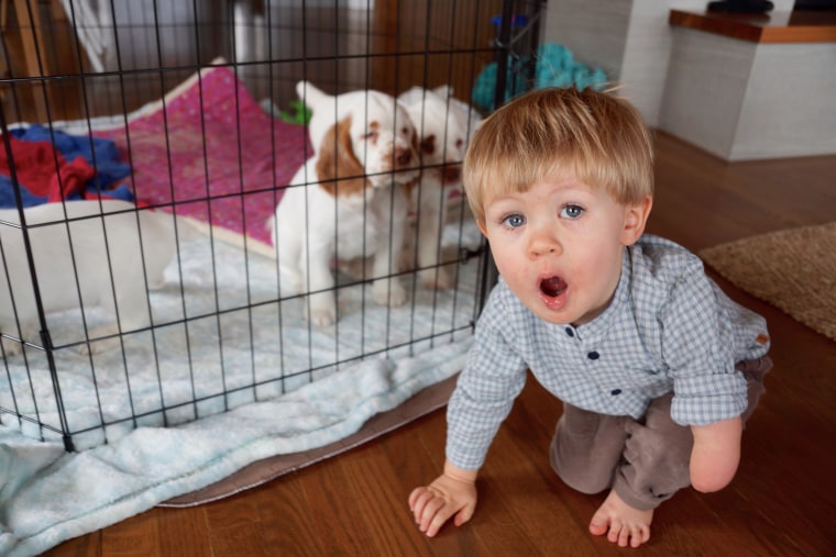 Pile of Puppies arranges for chronically ill children to be visited by a litter of puppies.