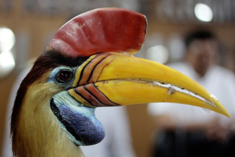 This picture taken on September 9, 2016 shows plain clothes police displaying a stuffed hornbill trophy seized from smugglers in Makassar, South Sulawesi province.

A striking bird with monochrome plumage and a formidable \"beak\", the helmeted hornbill is being hunted to extinction, one of the latest victims of a thriving global trade in exotic wildlife.