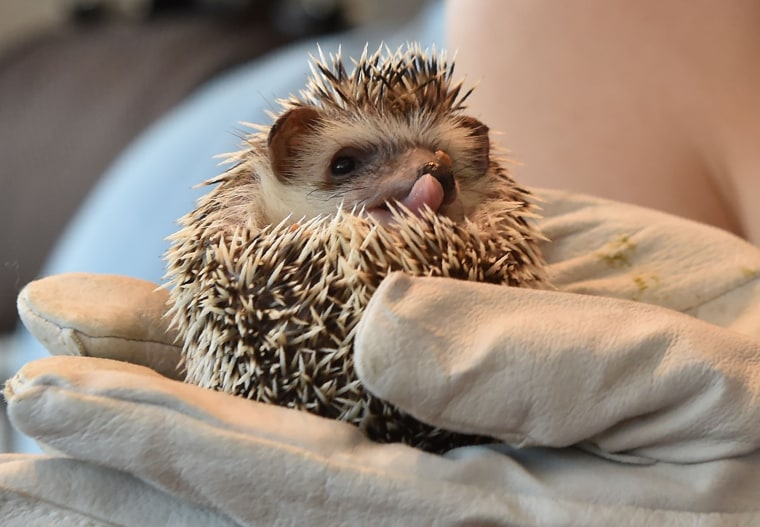 In this photo taken on October 15, 2016, a hedgehog is held by a customer at Harry Hedgehog Cafe in Tokyo.

The new animal cafe, which is located in Tokyo's Roppongi district, offers customers 30 minutes playtime with a hedgehog for 1000 yen (10 USD) on weekdays and 1,300 yen (13 USD) on weekends and holidays.