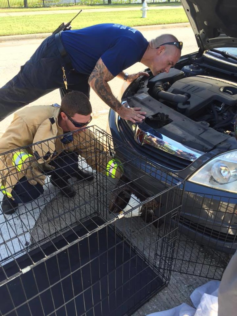 Clay County Sheriff's office and fire rescue crews worked together to rescue the bird.