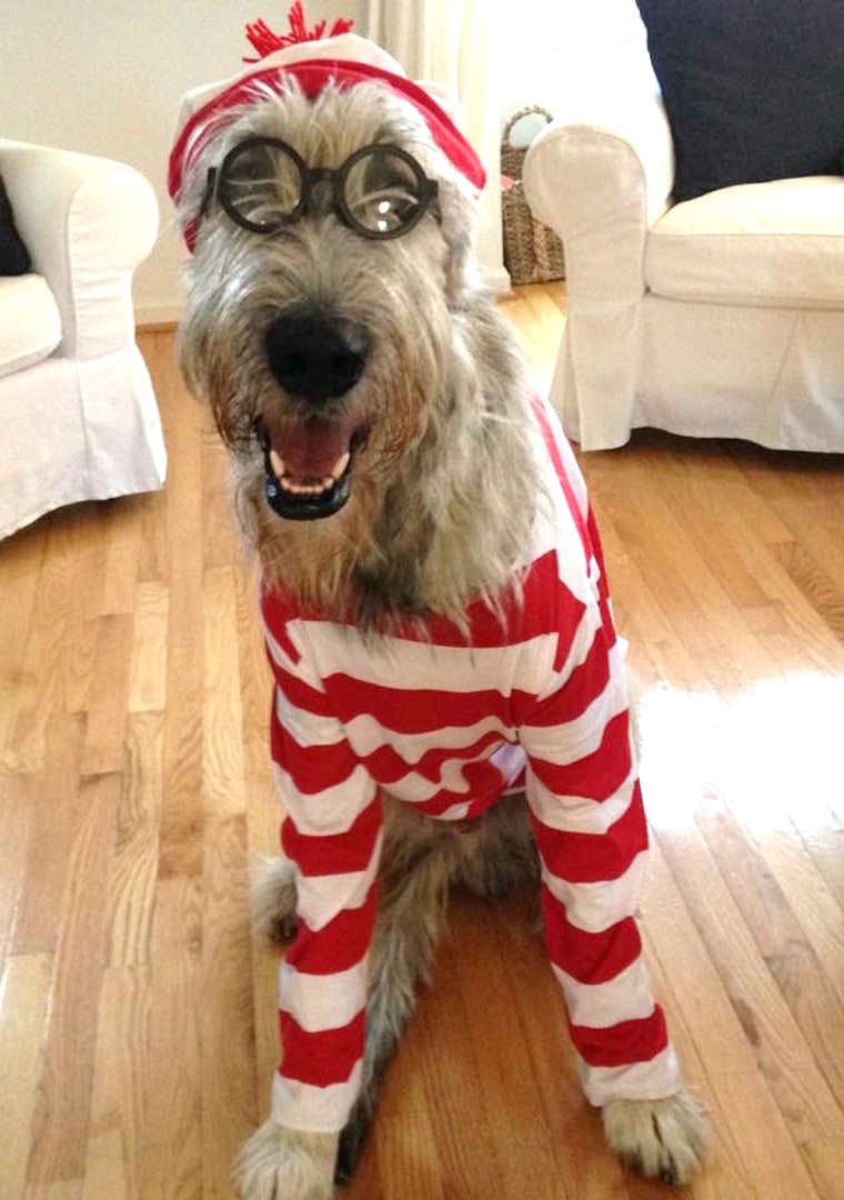 Where's Waldo dog in costume