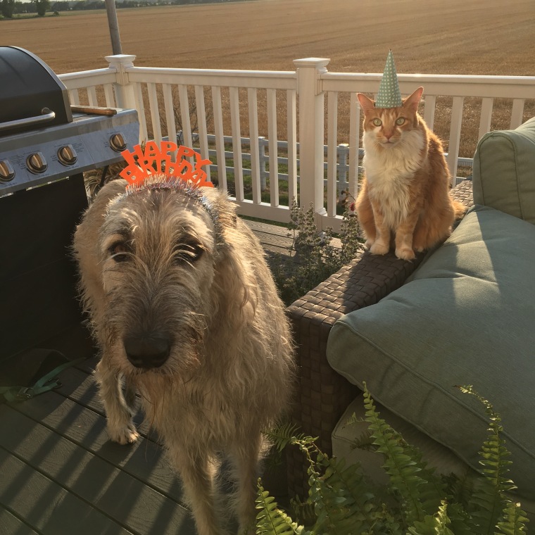 Irish wolfhound Kellan and cat Matteo