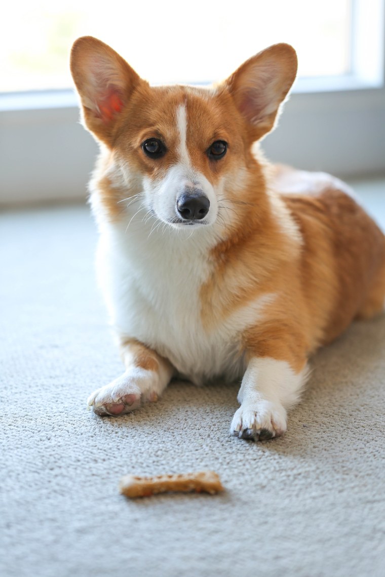Butters with his homemade Bacon Dog Treat