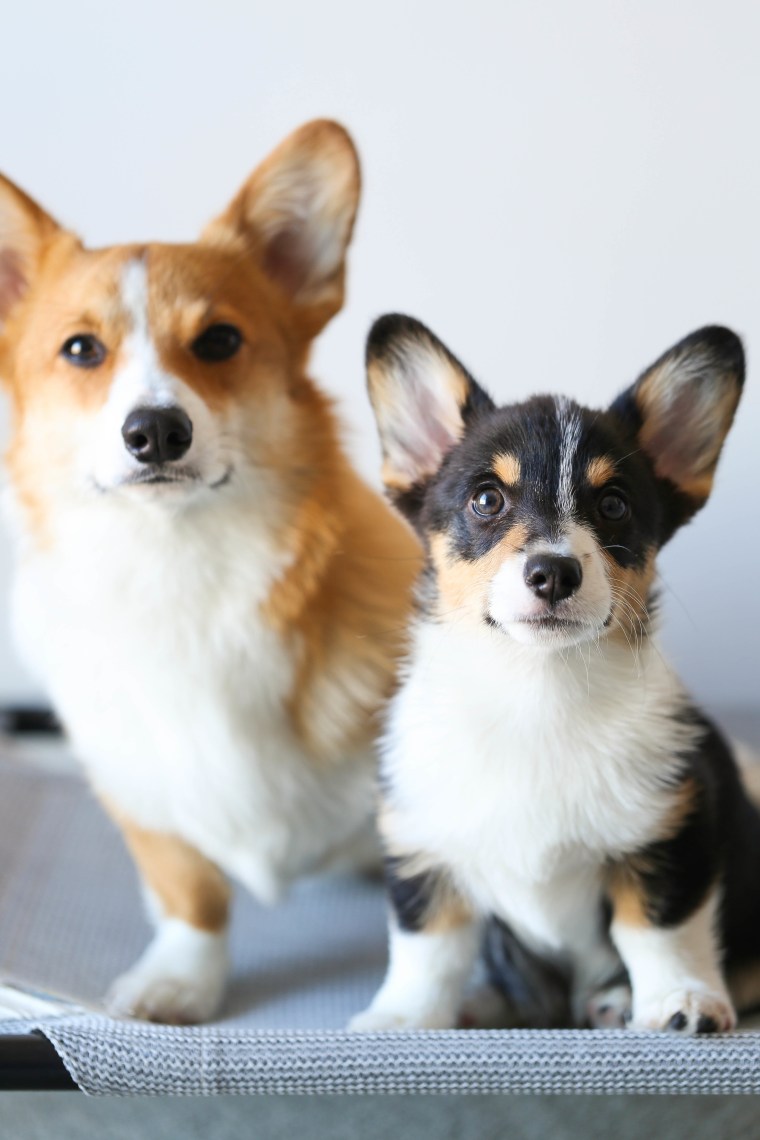 Corgis Butters and Ollie