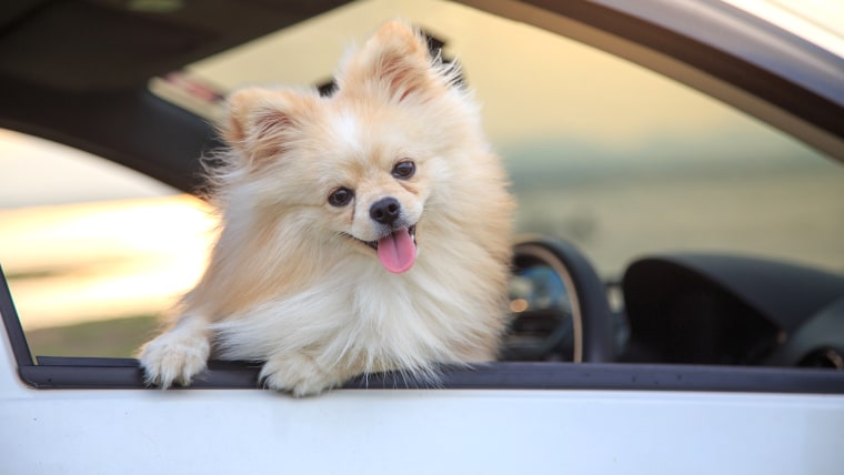 Pomeranian dog in car.