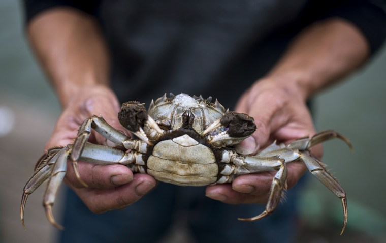 Image: CHINA-FOOD-HAIRY-CRABS