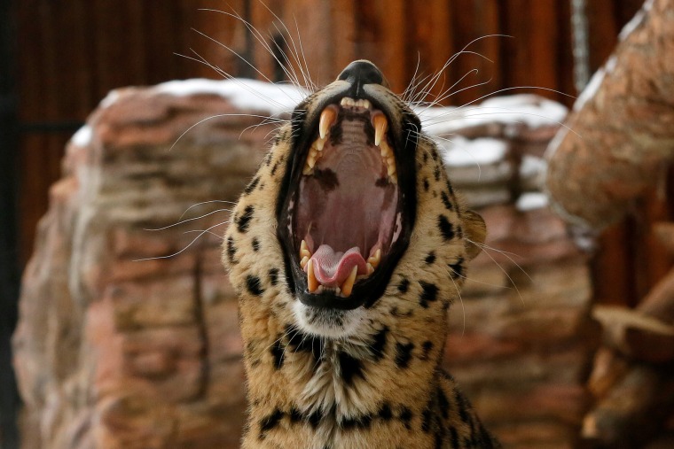 Image: Kirin, a seven-year-old male Amur (Far Eastern) leopard, yawns inside an open-air cage at the Royev Ruchey zoo in Krasnoyarsk