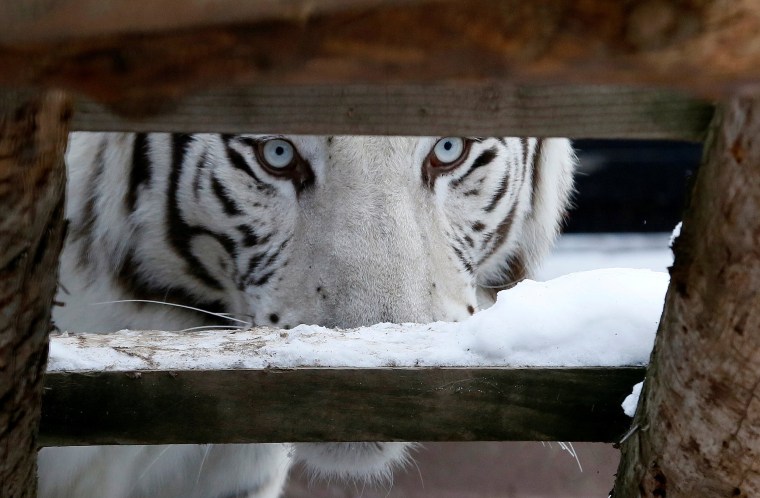 Image: Khan, a five-year-old male White Bengal tiger, looks on inside an open-air cage at the Royev Ruchey zoo in Krasnoyarsk