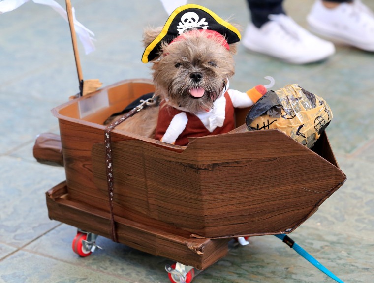 Image: Terrier puppy wears a pirate costume during 'A Petrifiying Trail Pet' costume party at a mall in Pasay city