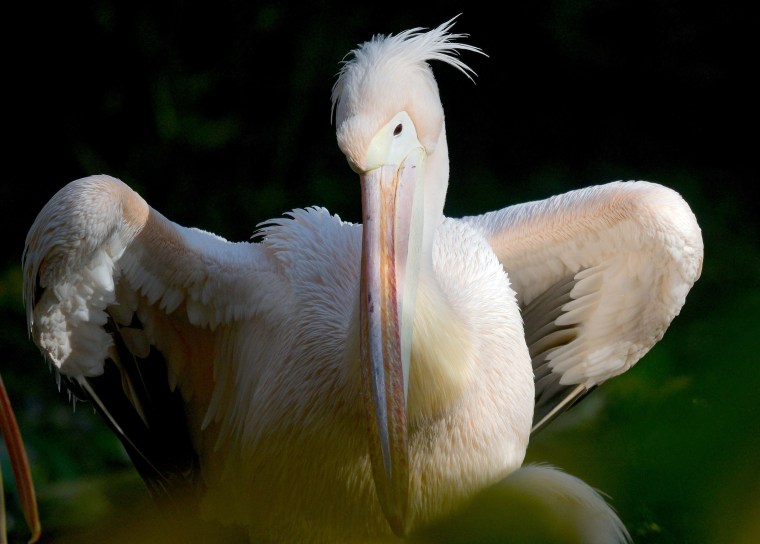 Image: GERMANY-ANIMALS-PELICANS