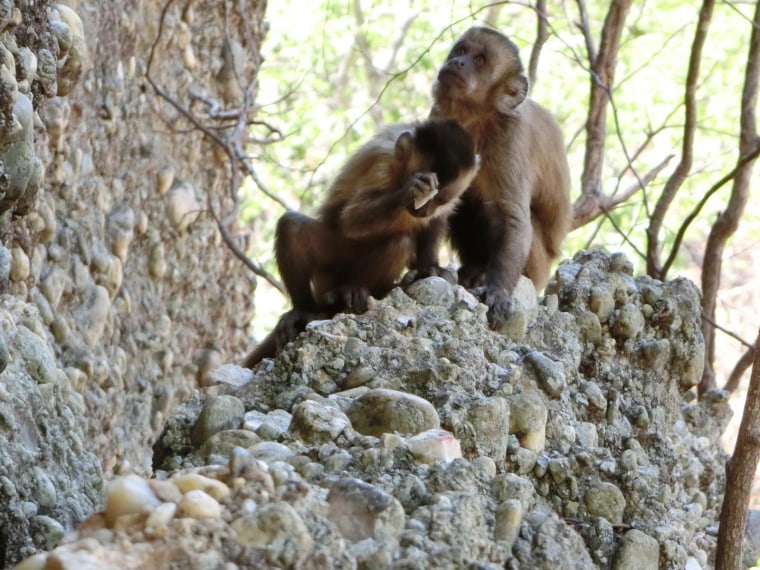 Image: Wild-bearded capuchin monkey in Serra da Capivara National Park, Brazil