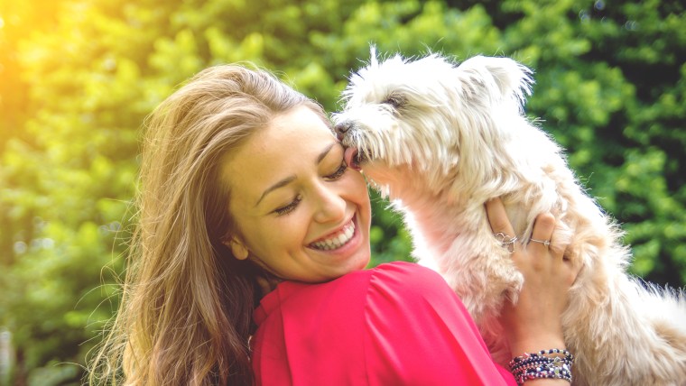 Puppy white dog licking it's owner.