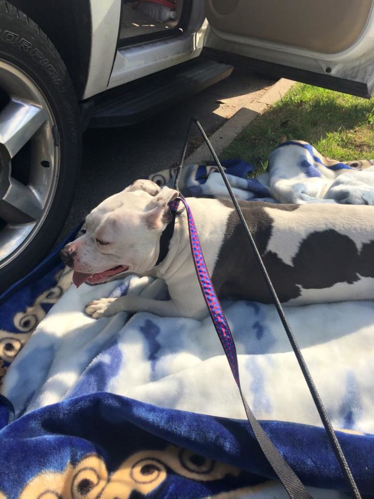 Boo abandoned dog on the curb with Dustin Oliver