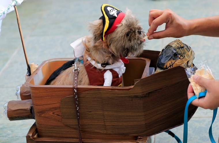 Image: Pet owner feeds her Terrier puppy wearing a pirate costume as they take part in 'A Petrifiying Trail Pet' costume party at a mall in Pasay city