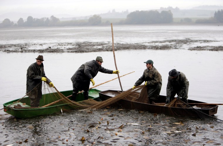 Image: Fishermen pull a net containing fish from a pond during the traditional carp haul near the village of Belcice