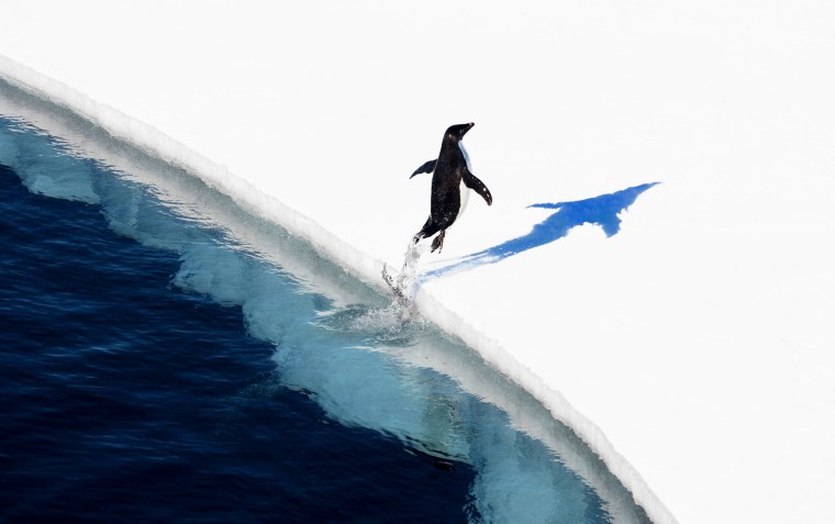 Image: An adelie penguin jumping onto the ice in the Ross Sea in Antarctica