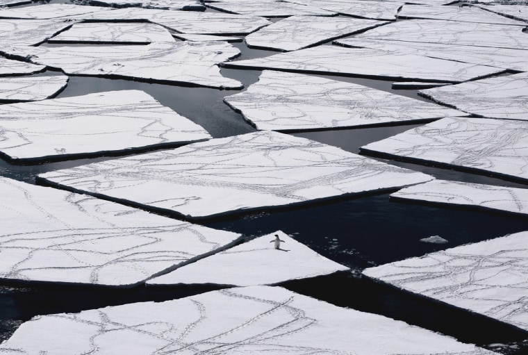 Image: An adelie penguin on pack ice in the Ross Sea in Antarctica.