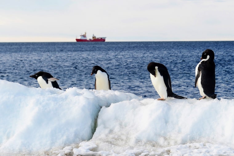 Image: Penguins in Terra Nova Bay, Victoria Land, Antarctica