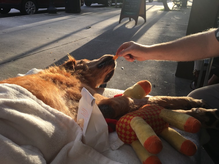 Maverick the dog likes Fries