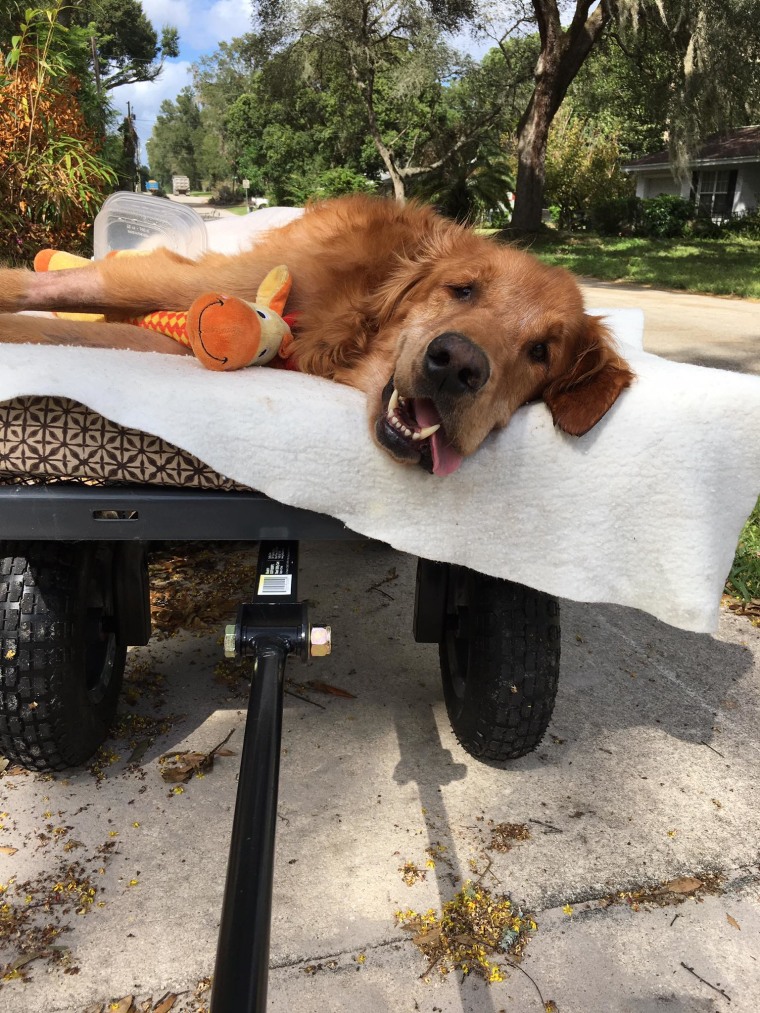 Maverick the dog on his wagon ride around town