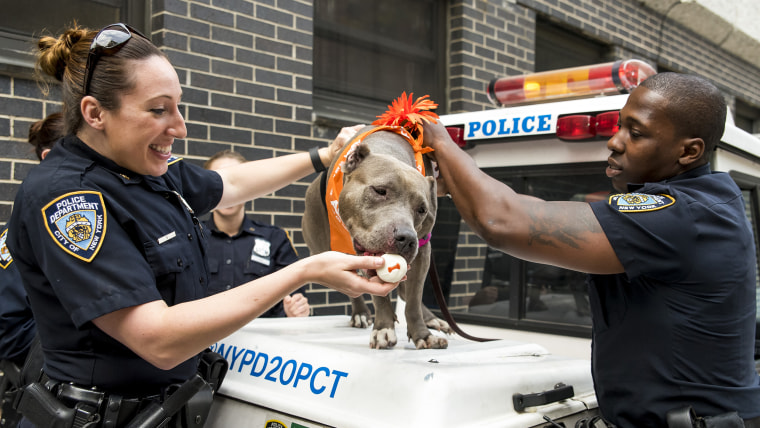 Jamie pit bull gets treated to a special day: Yum, pup-cakes!