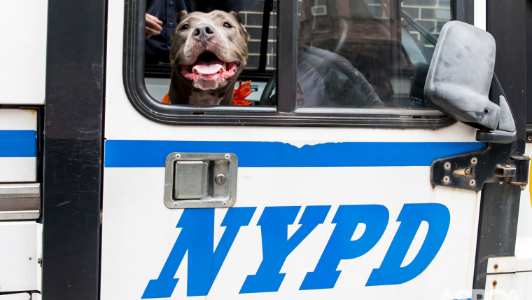 Jamie's special day out with NYPD officers included a ride in a police van.